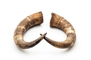 bull  Large bull horns Isolated on white background.