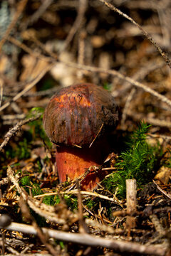 Beautirful but dengerous wild mushroom in the  forest