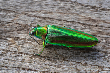 Closeup view of iridescent chrysochroa rajah thailandica aka jewel beetle isolated on wooden...