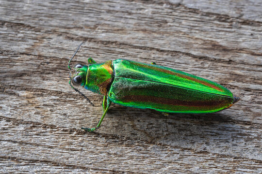 Closeup view of iridescent chrysochroa rajah thailandica aka jewel beetle isolated on wooden background