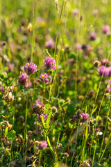 Blooming of purple wildlife clover in the meadow
