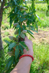 Obraz premium Woman Harvesting Almonds in the French Countryside