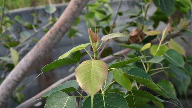 Sacred Fig Tree, Pipal Tree, Bohhi Tree, Bo Tree, Peepul, Heart Shape Green Bodhi Leaf Background