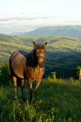 Wild horses among  the mountains landscape