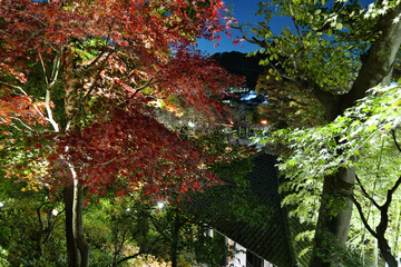 鎌倉, 長谷寺の紅葉ライトアップとお堂
