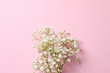 Obraz premium Top view photo with gypsophila flowers on color background 