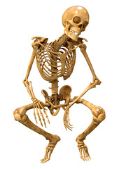 3D Rendering Human Skeleton on White