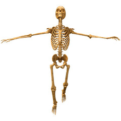 3D Rendering Human Skeleton on White