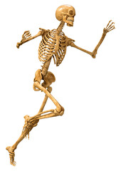 3D Rendering Human Skeleton on White