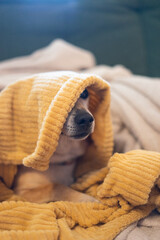 Cute small dog relaxing covered with yellow blanket on sofa