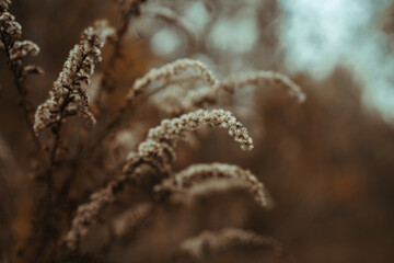 Jesienne trawy © Maja