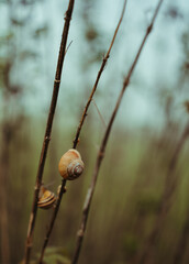 snail on the branch © Maja