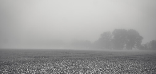In the mist © Maja
