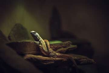 Lizard © Maja