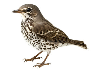 a bird standing on a white background