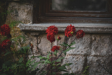 Dahlia devant un mur ancien, ambiance sombre, avant l'orage