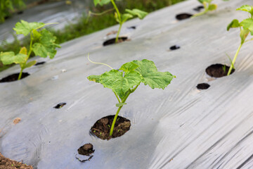 Farmers useplastic films for keep soil moisture and weed control in vegetable garden.