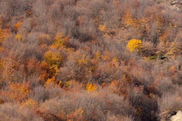 Autumn yellow forest in high mountains.