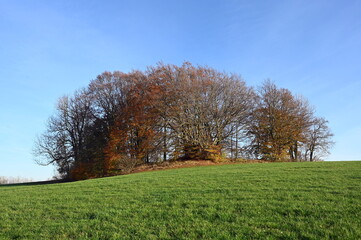 Baumgruppe auf einem Feld