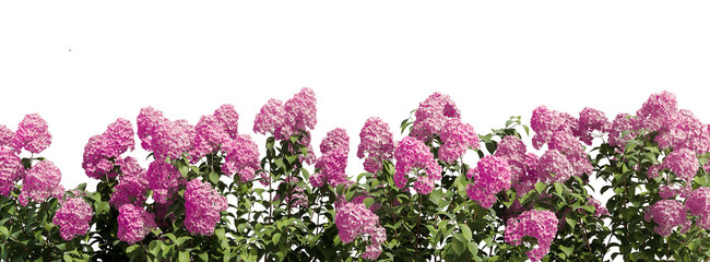 Pink hydrangea flowers isolated on transparent 