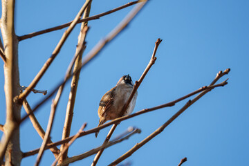 冬の朝日を浴び、葉の枯れ落ちた枝にとまるスズメ