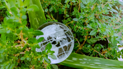 Illustration to protect the planet by placing a transparent globe in the center of an aloe vera...