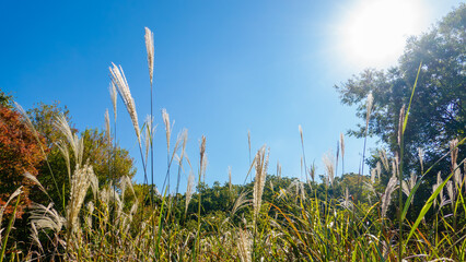 秋空の下で輝くススキの風景