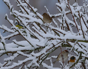 bird in the snow