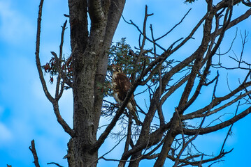 Male Brown Falcon Perched In A Tree