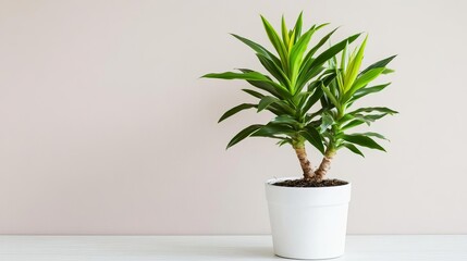 Dracaena plant watered with lukewarm water to avoid root shock