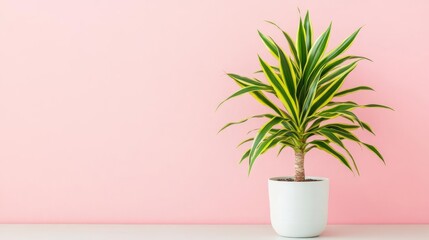 Fototapeta premium Dracaena plant watered with lukewarm water to avoid root shock