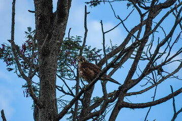 Male Brown Falcon