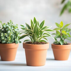 Obraz premium Houseplants in terracotta pots, naturally regulating moisture levels