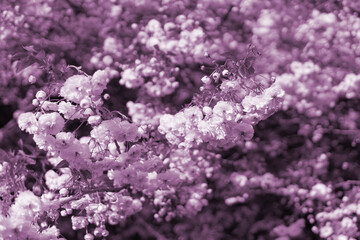 Purple violet flowers blooming from a tree on the whole page for background presentations or...