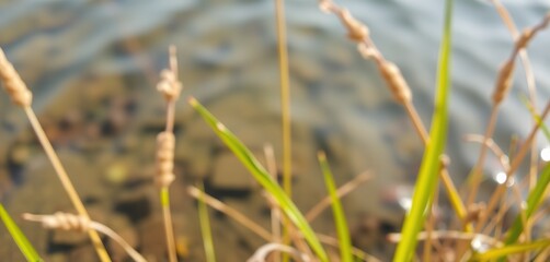 blurred image of natural background from water and plants
