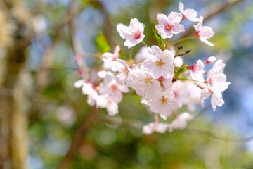桜
