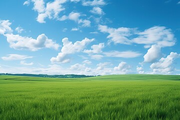 Obraz premium meadow and the beautiful blue sky 