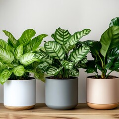 Fototapeta premium Indoor plants misted regularly during dry seasons for extra hydration