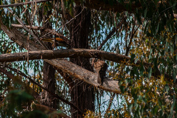 Pair Of Brown Falcons In A Tree