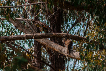 Pair Of Brown Falcons In A Tree