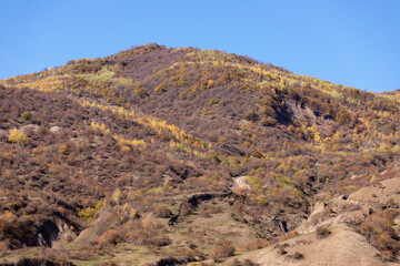 Autumn yellow forest in high mountains.