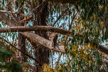Pair Of Brown Falcons In A Tree