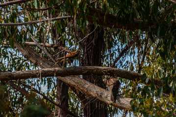 Pair Of Brown Falcons In A Tree
