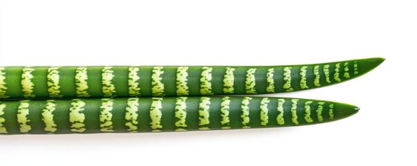 Obraz premium Snake plant watered lightly every two weeks, preventing root rot and maintaining health