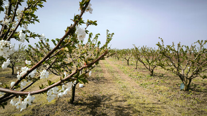 cherry orchard in spring in Vojvodina province