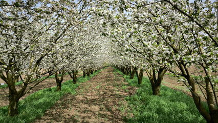 Obraz premium cherry orchard in spring in Vojvodina province