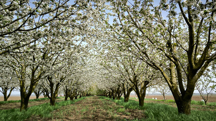 cherry orchard in spring in Vojvodina province