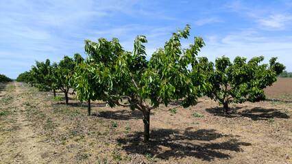cherry orchard in spring in Vojvodina province
