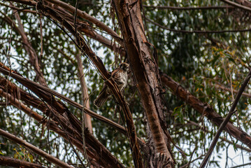 Obraz premium Female Brown Falcon In A Tree