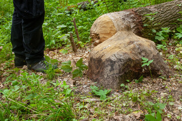 Tree Damage Caused by Beavers in Forest